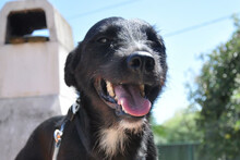 LEMMY, Hund, Mischlingshund in Kroatien