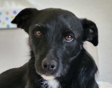 LEMMY, Hund, Mischlingshund in Hamburg