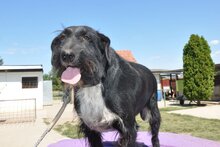 TINKO, Hund, Schnauzer-Mix in Kroatien