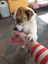 MARA, Hund, Mischlingshund in Borna