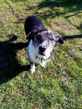 MRBEAN, Hund, Mischlingshund in Mönchengladbach