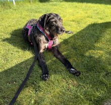 KARL, Hund, Mischlingshund in Wassenberg