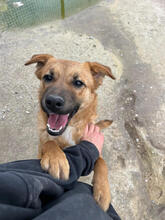 WICKIE, Hund, Mischlingshund in Portugal