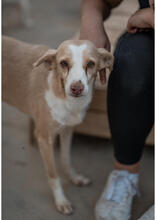 ADAO, Hund, Mischlingshund in Portugal