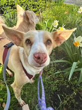 ADAO, Hund, Podengo Portugues Mix in Haan