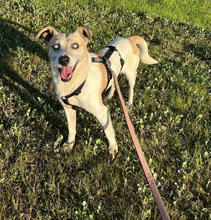 STEVIEWONDER, Hund, Mischlingshund in Portugal