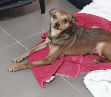 ELVIS, Hund, Mischlingshund in Portugal