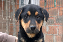 JUMBO, Hund, Rottweiler-Mischling in Kroatien