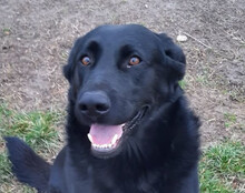 NERON, Hund, Labrador-Mischling in Kroatien