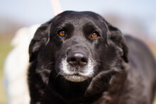 NERON, Hund, Labrador-Mix in Kroatien