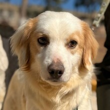 JOJO, Hund, Mischlingshund in Spanien