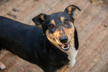 CHIPNR271408, Hund, Mischlingshund in Kroatien