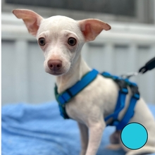 BEBE, Hund, Chihuahua Mischling in Slowakische Republik