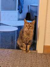 PIGI, Katze, Hauskatze in Lohr