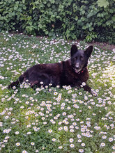 ANKA, Hund, Mischlingshund in Bad Dürkheim