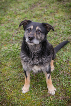 MAGELAN, Hund, Mischlingshund in Kroatien