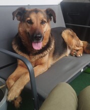 OSCAR, Hund, Deutscher Schäferhund-Mix in Düsseldorf