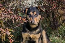 BAILEY2, Hund, Mischlingshund in Kroatien