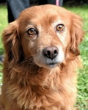 TELYR, Hund, Mischlingshund in Italien