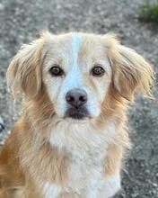 HARIBO, Hund, Mischlingshund in Italien