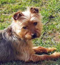 MILA, Hund, Yorkshire Terrier-Mix in Uetze