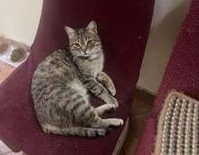 LULU, Katze, Hauskatze in Hannover
