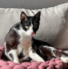 TAKERU, Katze, Hauskatze in Hannover