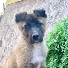LUMI, Hund, Mischlingshund in Böbingen