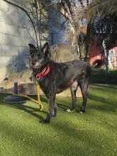 PONCHO, Hund, Mischlingshund in Spanien