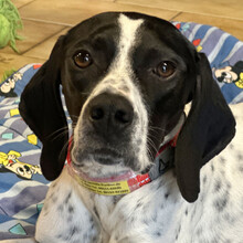 AGATHI, Hund, Pointer in Lauf