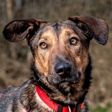 ARIS, Hund, Mischlingshund in Lauf