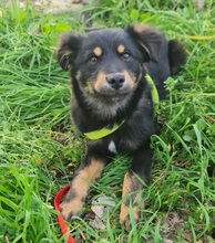 MOTTE, Hund, Mischlingshund in Herxheim