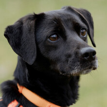 VILA, Hund, Mischlingshund in Lauf