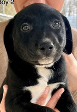 TOBY, Hund, Mischlingshund in Griechenland