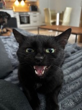 SALEM, Katze, Europäisch Kurzhaar in Osdorf