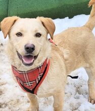 FIBI, Hund, Mischlingshund in Rumänien