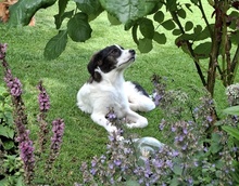 PADMA, Hund, Mischlingshund in Hofheim
