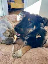 BRUNELLA, Hund, Mischlingshund in Birkenau