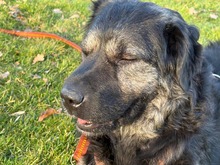 BEA, Hund, Shar Pei in München