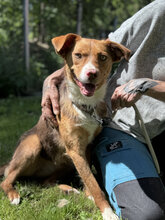 SENILLA, Hund, Mischlingshund in Marsberg