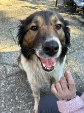 MAYA, Hund, Mischlingshund in Visselhövede