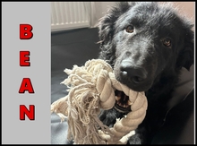 BEAN, Hund, Kroatischer Schäferhund-Mix in Chemnitz