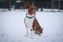 QUINN, Hund, American Staffordshire Terrier-Mix in Hamburg