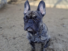 CAJO, Hund, Französische Bulldogge in Hamburg