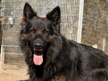 GREGOR, Hund, Altdeutscher Schäferhund in Hamburg