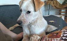 KASIMUS, Hund, Mischlingshund in Bruckmühl