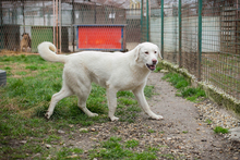 YORU, Hund, Mischlingshund in Kroatien