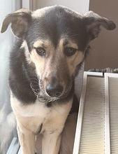 ASTI, Hund, Mischlingshund in Hannover