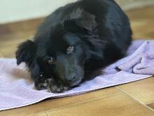 IVONI, Hund, Kokoni-Mix in Aerzen