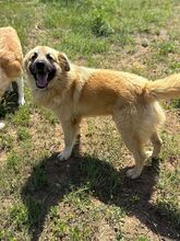 RUFFY, Hund, Mischlingshund in Bulgarien